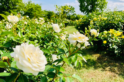 最上川ふるさと総合公園