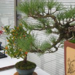 bonsai1688