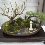 bonsai1693